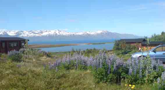 Lots of birds and snow capped mountains